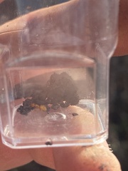 Acanthomyops