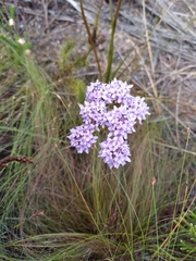 Pseudoselago serrata