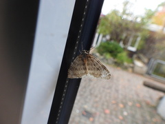 Epirrita dilutata