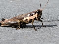 Paroxya