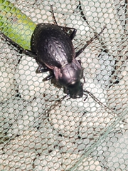 Carabus lusitanicus