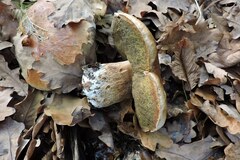 Boletus reticulatus