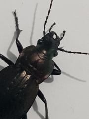 Carabus lusitanicus