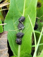 Leporidae