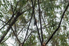 Pachyramphus validus