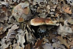 Boletus reticulatus