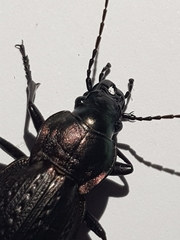 Carabus lusitanicus