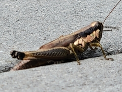 Paroxya