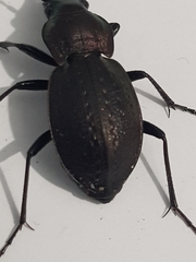 Carabus lusitanicus