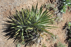 Yucca angustissima