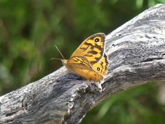 Heteronympha merope