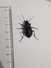 Carabus lusitanicus