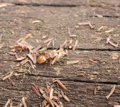 Cephalotes clypeatus