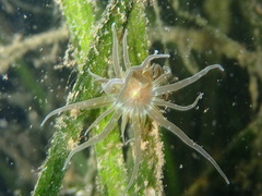 Paranemonia cinerea