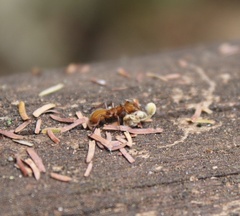 Cephalotes clypeatus