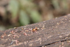 Cephalotes clypeatus