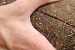 Cephalotes clypeatus