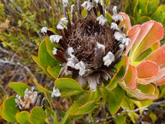 Protea speciosa