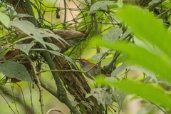 Synallaxis ruficapilla