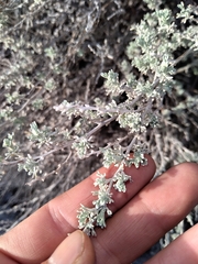Artemisia mendozana