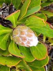 Protea speciosa