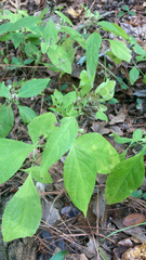 Dicliptera brachiata