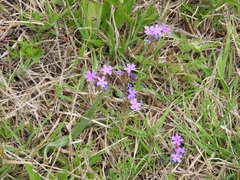Glandularia tenera