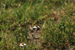 Bidens odorata