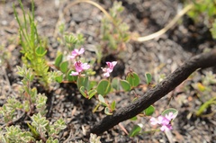 Indigofera ovata