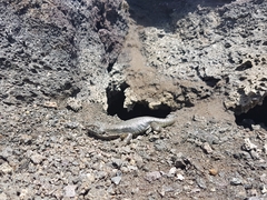 Liolaemus villaricensis