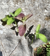 Acanthoideae