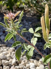 Polanisia dodecandra