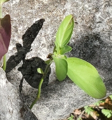 Acanthoideae