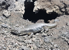 Liolaemus villaricensis