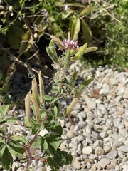 Polanisia dodecandra