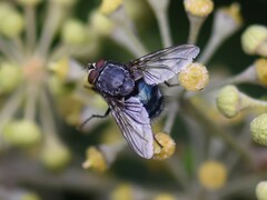 Calliphora