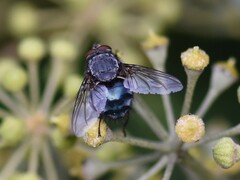 Calliphora