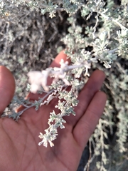 Artemisia mendozana