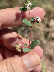 Euphorbia capitellata