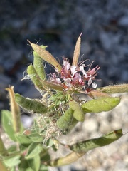 Polanisia dodecandra