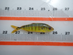 Seriola lalandi