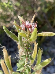 Polanisia dodecandra