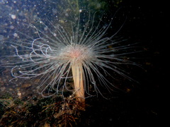 Pachycerianthus solitarius