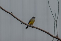 Tyrannus melancholicus