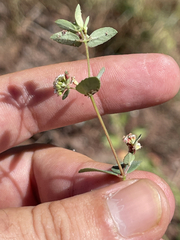Euphorbia capitellata