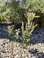 Polanisia dodecandra