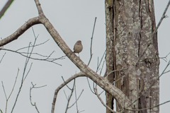 Ammodramus humeralis