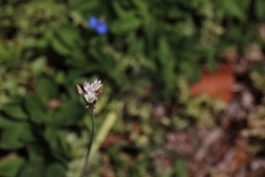 Nothoscordum gracile