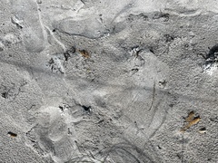 Udotea