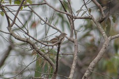 Ammodramus humeralis